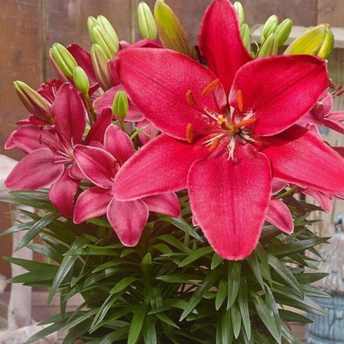 Lilium asiatic 'FantAsiatic Raspberry' - Aasia liilia 'FantAsiatic Raspberry' P11/0,75L